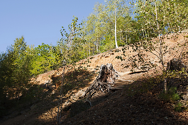 포토 JPG 해외이미지 나무 식물 모래 산 경사 사람없음 목재 숲 자작나무 해외포토 재료 파일형식 이미지허브