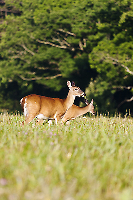 포토 JPG 해외이미지 동물 야생동물 포유류 자연 사슴 사람없음 게임 사냥 해외포토 놀이 생태계 파일형식 이미지허브