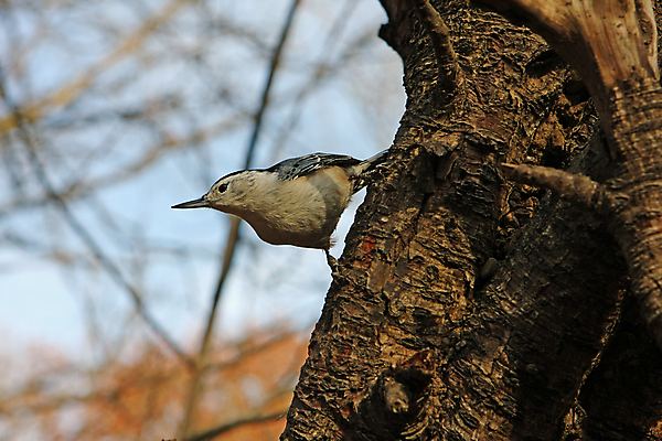 포토 JPG 해외이미지 나무 동물 공원 야생동물 캐나다 날개 자연 조류 씨앗 앉기 사람없음 야외 옆모습 검은색 회색 흰색 나뭇가지 관찰 닫기 잡지 숲 작음 깃털 묘사 부리 나무껍질 동물상 앨버타 해외포토 식물 공공시설 뷰포인트 컬러 북아메리카 모션 간행물 조형물 껍질 크기 생태계 파일형식 이미지허브