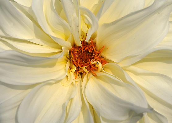 포토 JPG 해외이미지 식물 계절 꽃잎 꽃 백그라운드 꽃무늬 자연 사람없음 장식 컬러풀 뷰티 정원 봄 벚꽃 흰색 개화 그늘 달리아 원예 고립 해외포토 컬러 무늬 취미 생태계 파일형식 이미지허브