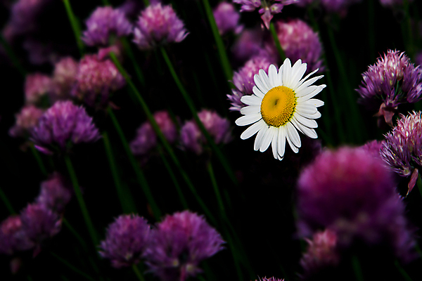 포토 JPG 해외이미지 식물 계절 꽃잎 꽃 백그라운드 꽃무늬 밭 자연 새로움 건강 초원 사람없음 초록색 여름 뷰티 정원 보라색 봄 성장 신선 닫기 큼 싱글 데이지 내추럴 고립 완벽 해외포토 컬러 컨셉 무늬 농업 모션 크기 생태계 파일형식 이미지허브