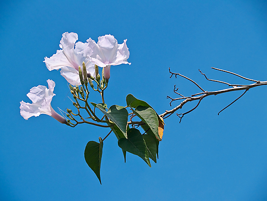 포토 JPG 해외이미지 나무 식물 계절 꽃잎 꽃 줄기 분홍색 꽃다발 백그라운드 잎 꽃무늬 자연 하늘 아침 추상 사람없음 장식 여름 파란색 뷰티 정원 봄 성장 벚꽃 나뭇가지 개화 우아함 묘사 꽃가루 내추럴 꽃수술 영광군 해외포토 주간 컬러 컨셉 무늬 가루 전라남도 생태계 파일형식 이미지허브
