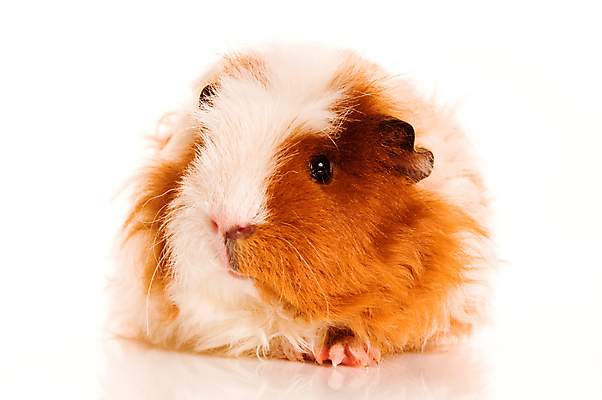 포토 JPG 해외이미지 한마리 사람없음 기니피그 해외포토 1 포유류 파일형식 이미지허브