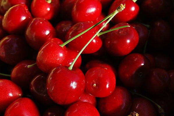 포토 JPG 해외이미지 열매 음식 과일 사람없음 정원 신선 원예 해외포토 식물 취미 파일형식 이미지허브