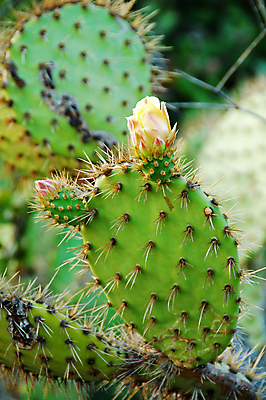 포토 JPG 해외이미지 식물 음식 채소 자연 선인장 건조 사람없음 초록색 컬러풀 정원 화장품 사막 가시 약초 먹기 허브 원예 조경 스펀지 식용 채식주의자 해외포토 컬러 모션 취미 뷰티 풀_식물 생태계 채식 파일형식 이미지허브