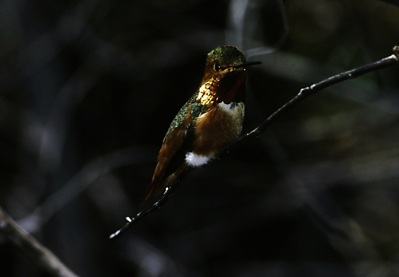 포토 JPG 해외이미지 동물 조류 휴식 사람없음 나뭇가지 닫기 벌새 해외포토 나무 컨셉 모션 파일형식 이미지허브