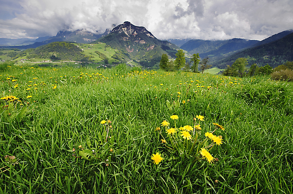포토 JPG 해외이미지 구름 꽃 행복 유럽 여행 백그라운드 자연 하늘 휴가 산 파노라마 풍경 초원 사람없음 야외 가로 초록색 여름 햇빛 태양 뷰티 평화 맑음 봄 자유 시골 신선 오스트리아 민들레 만족 그림 알프스 각도 해외포토 자연요소 식물 계절 감정 나라 컬러 컨셉 날씨 촬영기법 생태계 파일형식 이미지허브