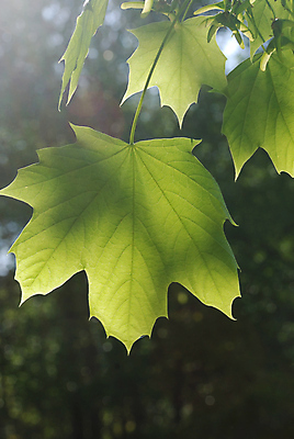 포토 JPG 해외이미지 나무 식물 잎 사람없음 초록색 정원 봄 숲 대패 해외포토 계절 컬러 파일형식 이미지허브