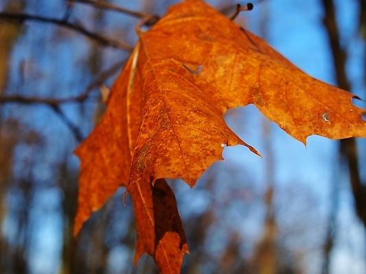 포토 JPG 해외이미지 나무 식물 백그라운드 잎 오렌지 자연 사람없음 야외 빨간색 노란색 가을 나뭇가지 황금 숲 해외포토 계절 컬러 과일 생태계 파일형식 이미지허브