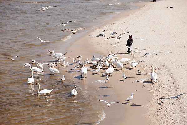 포토 JPG 해외이미지 동물 공원 유럽 야생동물 모래 바다 여행 날개 자연 조류 하늘 휴가 사람없음 야외 빨간색 물 여름 태양 뷰티 수영 흰색 순수 깃털 싱글 백조 목 타운 폴란드 계산서 동물상 벙어리 해외포토 자연요소 계절 공공시설 나라 컬러 컨셉 신체부위 조형물 수상스포츠 도시 생태계 파일형식 이미지허브