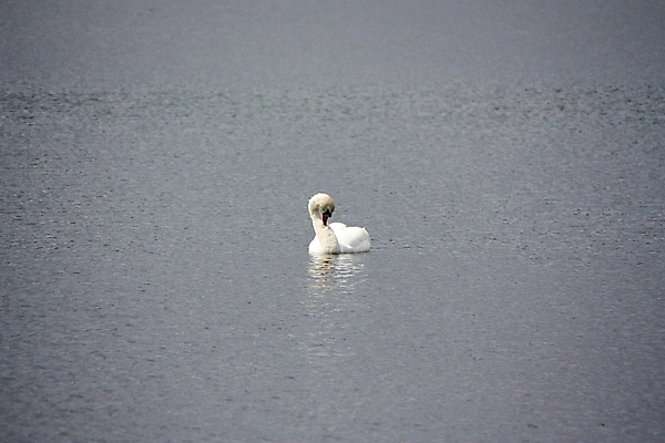포토 JPG 해외이미지 동물 물결 파도 자연 조류 사람없음 물 머리 평화 화목 흰색 신선 깃털 부리 장면 계산서 해외포토 자연요소 바다 컬러 컨셉 신체부위 생태계 파일형식 이미지허브