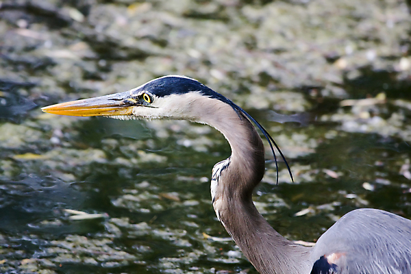포토 JPG 해외이미지 동물 척추동물 공원 야생동물 날개 자연 조류 낚시 이끼 서기 사람없음 야외 물 봄 연못 모피 왜가리 깃털 부리 먼지 암초 목 동물상 보호구역 해외포토 자연요소 계절 공공시설 모션 레저 신체부위 조형물 생태계 구역 파일형식 이미지허브