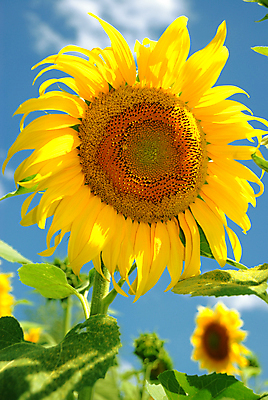 포토 JPG 해외이미지 주간 줄기 잎 하늘 해바라기 사람없음 야외 아웃포커스 소프트포커스 해외포토 자연요소 식물 꽃 촬영기법 파일형식 이미지허브