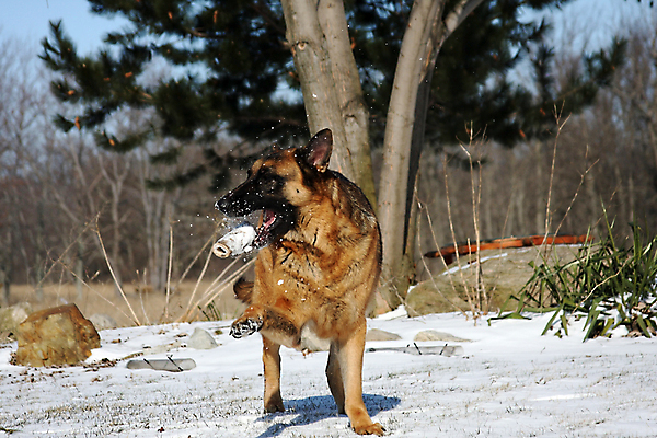 포토 JPG 해외이미지 동물 척추동물 1 응시 얼굴 백그라운드 포유류 휴식 경비 앉기 성인 사람없음 반려동물 갈색 머리카락 검은색 코트 흰색 수비 양치기 경찰 개 선탠 큼 슛 경호원 노려봄 송곳니 고립 기르기 동반자 복종 유래 충실 해외포토 직업 시선 컬러 컨셉 모션 표정 안전 사람 신체부위 머리 외투 치아 보호 크기 돌봄 파일형식 이미지허브