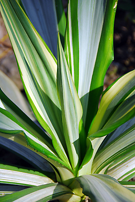 포토 JPG 해외이미지 식물 자연 선인장 건조 사람없음 초록색 컬러풀 정원 화장품 사막 가시 약초 허브 원예 조경 스펀지 알로에 해외포토 컬러 취미 뷰티 풀_식물 생태계 파일형식 이미지허브