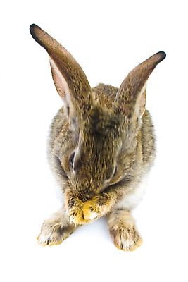 포토 JPG 해외이미지 동물 백그라운드 휴가 주택 사람없음 농장 회색 흰색 토끼 고립 생존 해외포토 컬러 농업 포유류 건물 반려동물 파일형식 이미지허브