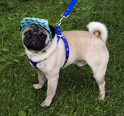 포토 JPG 해외이미지 동물 1 응시 시선 남자 얼굴 포유류 사람없음 초록색 파란색 반려동물 갈색 검은색 슬픔 주름 개 강아지 작음 노려봄 송곳니 기르기 아기사슴 우울증 유래 캡모자 해외포토 모자_잡화 감정 새끼 컬러 사슴 표정 사람 신체부위 치아 질병 크기 돌봄 파일형식 이미지허브