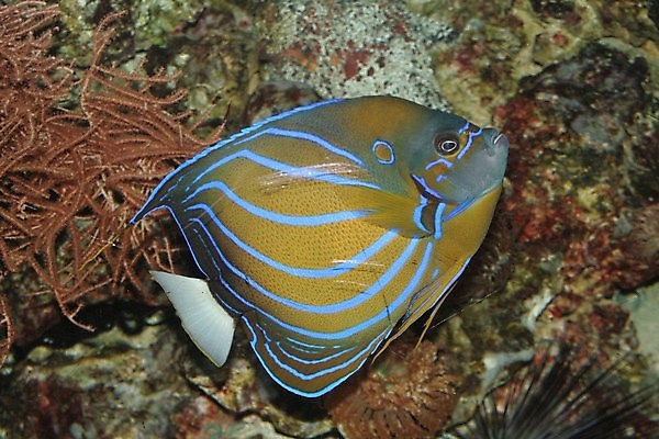 포토 JPG 해외이미지 동물 야생동물 바다 백그라운드 자연 낚시 어류 사람없음 물 수중 산호 오브젝트 다이빙 암초 수족관 고립 동물상 소금물 이국적 해외포토 자연요소 레저 조형물 수영 수중동물 자포동물 생태계 수중스포츠 파일형식 이미지허브