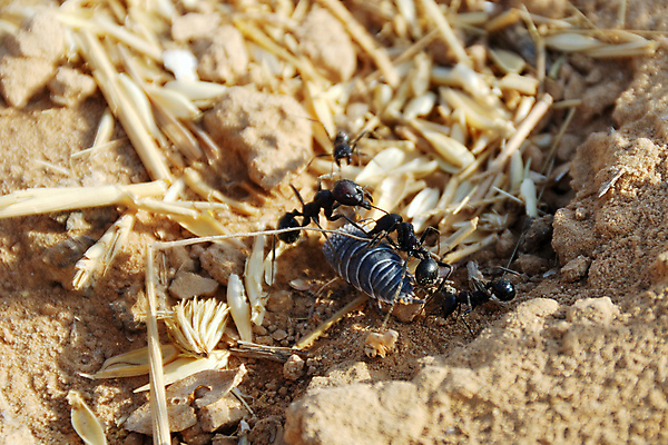 포토 JPG 해외이미지 동물 실루엣 지구 야생동물 모래 곤충 자연 협력 노동자 사람없음 야외 노란색 검은색 업무 작업 원형 구멍 그룹 해충 벌레 둥지 개미 식민지 해외포토 도형 직업 컬러 촬영기법 생태계 파일형식 이미지허브
