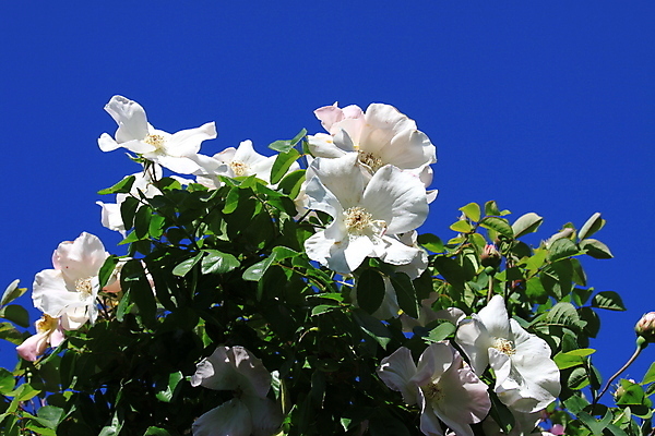포토 JPG 해외이미지 나무 식물 계절 꽃 백그라운드 자연 사람없음 초록색 햇빛 태양 장미 정원 맑음 봄 벚꽃 흰색 나뭇가지 시간 개화 큼 묘사 내추럴 해외포토 자연요소 컬러 날씨 크기 생태계 파일형식 이미지허브