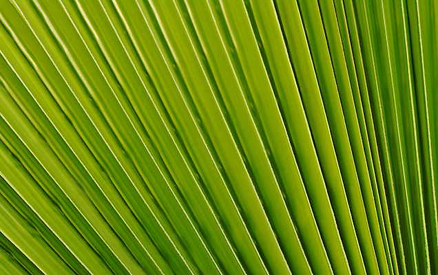 포토 JPG 해외이미지 식물 선 백그라운드 잎 손바닥 사람없음 가로 초록색 야자수 질감 정맥 해외포토 나무 손 컬러 혈관 파일형식 이미지허브