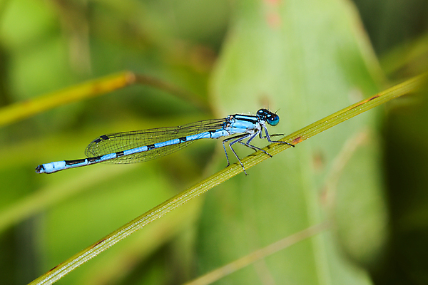 포토 JPG 해외이미지 동물 야생동물 곤충 잎 날개 자연 사람없음 컬러풀 잡초 잠자리 동물상 해외포토 식물 컬러 조형물 생태계 파일형식 이미지허브