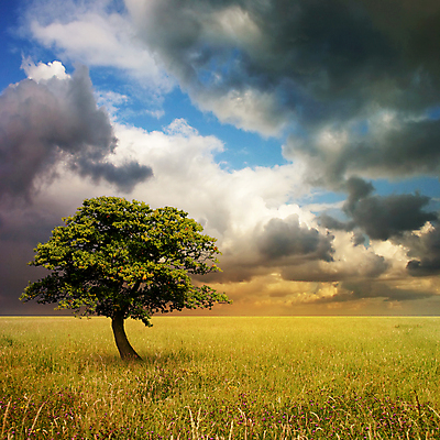 포토 JPG 해외이미지 나무 밭 하늘 사람없음 시골 고독 싱글 해외포토 식물 감정 농업 파일형식 이미지허브