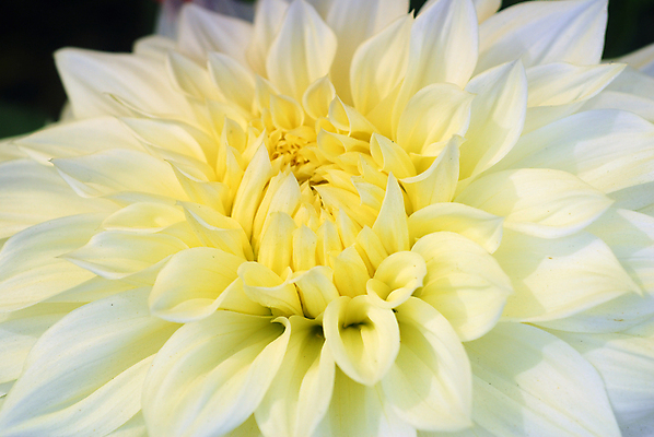 포토 JPG 해외이미지 식물 계절 꽃잎 꽃 백그라운드 꽃무늬 자연 사람없음 컬러풀 정원 봄 벚꽃 흰색 개화 달리아 해외포토 컬러 무늬 생태계 파일형식 이미지허브