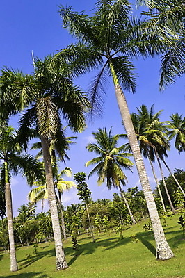 포토 JPG 해외이미지 나무 식물 공원 여행 백그라운드 자연 하늘 손바닥 사람없음 야외 초록색 여름 야자수 뷰티 환경 정원 원예 내추럴 이국적 파라다이스 해외포토 손 계절 공공시설 컬러 취미 생태계 파일형식 이미지허브