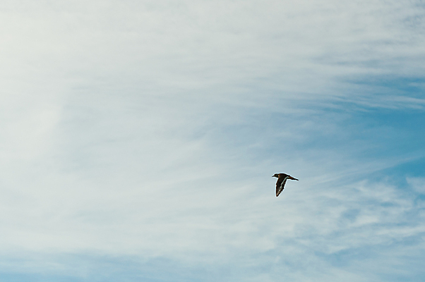 포토 JPG 해외이미지 동물 한마리 야생동물 자연 조류 하늘 사람없음 야외 파란색 컬러풀 흰색 싱글 해외포토 1 컬러 생태계 파일형식 이미지허브