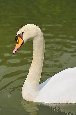 포토 JPG 해외이미지 동물 호수 야생동물 백그라운드 자연 조류 사람없음 야외 옆모습 물 강 반사 머리 평화 수영 흰색 연못 우아함 심볼 깃털 부리 백조 목 고립 해외포토 자연요소 뷰포인트 컬러 컨셉 신체부위 수상스포츠 생태계 파일형식 이미지허브