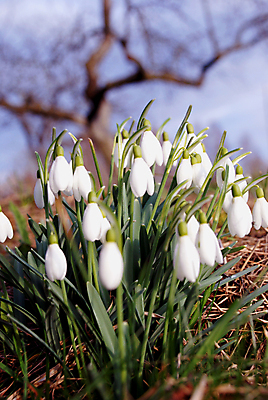 포토 JPG 해외이미지 나무 꽃잎 꽃 사람없음 아웃포커스 사과 스노드롭 해외포토 식물 과일 촬영기법 파일형식 이미지허브