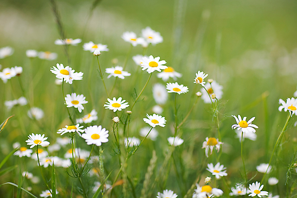 포토 JPG 해외이미지 식물 계절 공원 꽃잎 꽃 백그라운드 잎 꽃무늬 밭 자연 벽지 건강 잔디 초원 사람없음 야외 초록색 여름 뷰티 약 노란색 머리 환경 정원 성장 벚꽃 흰색 시골 신선 작음 허브 순수 아로마 장면 꽃가루 아로마테라피 내추럴 생태학 캐모마일 해외포토 공공시설 교육 컬러 컨셉 무늬 농업 의학 신체부위 크기 가루 생태계 테라피 파일형식 이미지허브