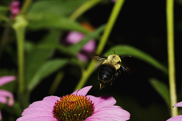 포토 JPG 해외이미지 식물 동물 야생동물 곤충 절지류 자연 사람없음 노란색 검은색 벌레 꿀벌 수분 벌 꽃가루 동물상 해외포토 컬러 조형물 벌_곤충 가루 생태계 파일형식 이미지허브