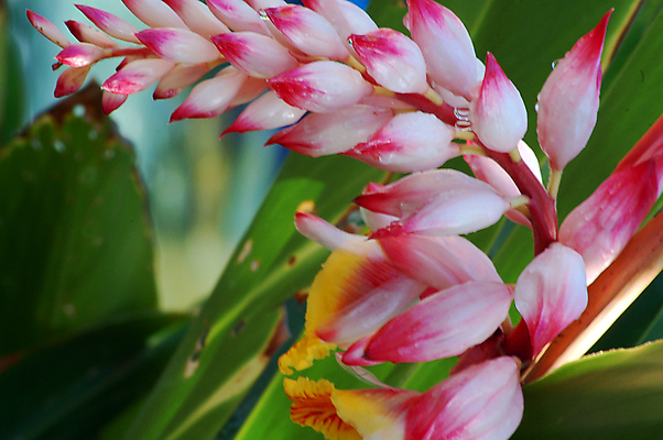 포토 JPG 해외이미지 식물 계절 꽃잎 꽃 분홍색 백그라운드 꽃무늬 자연 사람없음 장식 컬러풀 뷰티 정원 봄 벚꽃 흰색 개화 작음 그늘 원예 고립 해외포토 컬러 무늬 취미 크기 생태계 파일형식 이미지허브