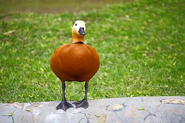 포토 JPG 해외이미지 동물 포즈 자연 조류 오리 동물원 사람없음 빨간색 보호 그림 러시아 거위 해외포토 멸종위기종 유럽 컬러 컨셉 생태계 파일형식 이미지허브