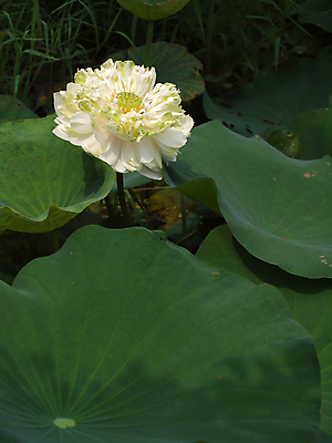 포토 JPG 해외이미지 식물 계절 공원 꽃잎 꽃 줄기 백그라운드 잎 꽃무늬 패턴 자연 추상 연꽃 동양인 사람없음 장식 초록색 물 여름 정원 봄 젖음 벚꽃 흰색 연못 개화 우아함 백합 묘사 꽃가루 내추럴 꽃수술 해외포토 자연요소 공공시설 컬러 컨셉 무늬 인종 가루 생태계 파일형식 이미지허브