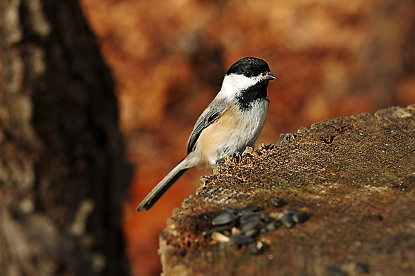 포토 JPG 해외이미지 나무 동물 손 공원 야생동물 음식 캐나다 겨울 날개 자연 조류 씨앗 앉기 사람없음 야외 검은색 추위 흰색 나뭇가지 관찰 숲 작음 먹기 깃털 부리 수유 해외포토 식물 계절 공공시설 컬러 북아메리카 모션 신체부위 크기 생태계 파일형식 이미지허브