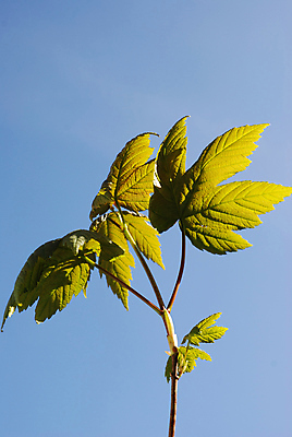 포토 JPG 해외이미지 나무 단풍 잎 하늘 사람없음 초록색 파란색 정원 봄 작음 속도 고립 해외포토 식물 계절 컬러 크기 파일형식 이미지허브