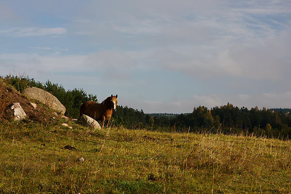 포토 JPG 해외이미지 동물 공원 신체 포유류 자연 하늘 초원 사람없음 야외 파란색 햇빛 농장 농경지 시골 해외포토 공공시설 컬러 농업 태양 생태계 파일형식 이미지허브