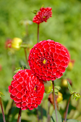 포토 JPG 해외이미지 1 디자인 꽃잎 꽃 줄기 분홍색 꽃다발 백그라운드 잎 꽃무늬 패턴 텍스트 자연 벽지 휴가 국화 사람없음 장식 빨간색 초록색 여름 뷰티 머리 우주 보라색 어둠 벚꽃 신용카드 닫기 큼 달리아 제비꽃 오브젝트 원예 보케 라일락 강렬 해외포토 식물 계절 컬러 무늬 모션 취미 신체부위 금융 크기 생태계 파일형식 이미지허브