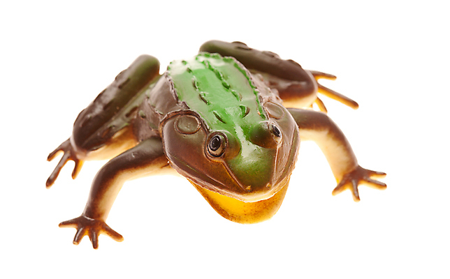 포토 JPG 해외이미지 동물 생물 개구리 사람없음 초록색 갈색 젖음 플라스틱 자르기 천 두꺼비 강렬 고립 해외포토 컬러 모션 재질 양서류 직물 파일형식 이미지허브