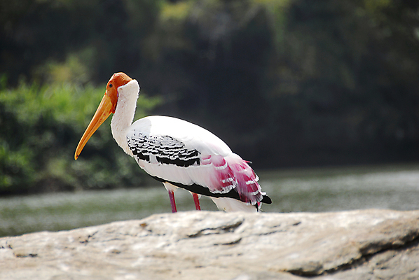포토 JPG 해외이미지 동물 응시 시선 야생동물 분홍색 백그라운드 이동 날개 자연 조류 앉기 동양인 사람없음 컬러풀 미국 흰색 숲 깃털 부리 철새 노려봄 내추럴 고립 동물상 이국적 황새 해외포토 컬러 컨셉 북아메리카 모션 표정 인종 조형물 생태계 파일형식 이미지허브