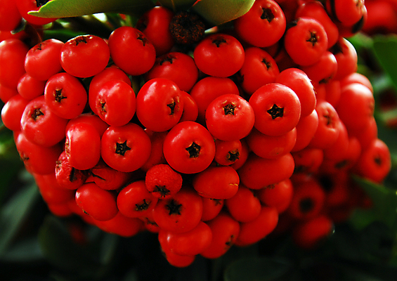 포토 JPG 해외이미지 나무 열매 잎 크리스마스 겨울 과일 자연 사람없음 빨간색 초록색 축제 가을 축하 12월 관목 고립 해외포토 식물 계절 기념일 컬러 컨셉 날짜 생태계 파일형식 이미지허브
