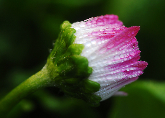 포토 JPG 해외이미지 식물 꽃잎 꽃 분홍색 꽃무늬 자연 국화 사람없음 장식 물 컬러풀 봄 흰색 이슬 그늘 원예 고립 해외포토 자연요소 계절 컬러 무늬 취미 생태계 파일형식 이미지허브