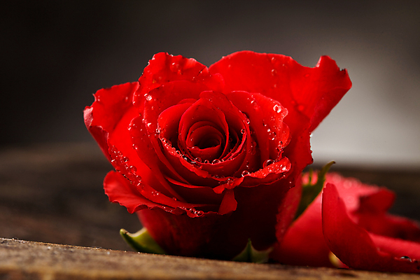 포토 JPG 해외이미지 식물 꽃잎 꽃 백그라운드 자연 발렌타인데이 사랑 사람없음 빨간색 물 장미 낭만 젖음 물방울 이슬 심볼 순수 열정 해외포토 자연요소 감정 컬러 컨셉 데이이벤트 생태계 파일형식 이미지허브