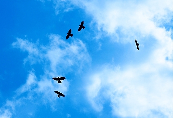 포토 JPG 해외이미지 동물 구름 실루엣 야생동물 여행 모션 자연 조류 하늘 바람 사람없음 야외 공중 파란색 빛 환경 검은색 꿈 자유 흰색 비행 그룹 황무지 상승 까마귀 무료 해외포토 자연요소 컬러 컨셉 날씨 촬영기법 생태계 파일형식 이미지허브