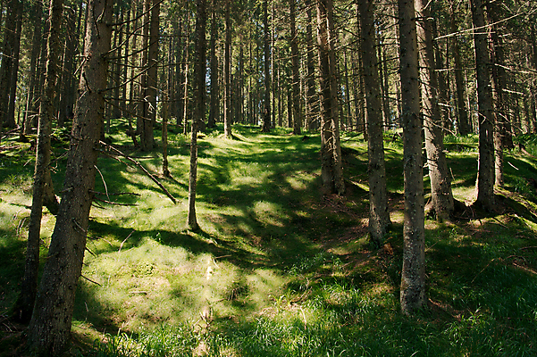포토 JPG 해외이미지 나무 여행 자연 산 풍경 사람없음 야외 여름 빛 환경 맑음 나뭇가지 신선 소나무 숲 언덕 내추럴 깊이 많음 그리너리 해외포토 식물 계절 컨셉 날씨 생태계 파일형식 트랜드컬러 이미지허브