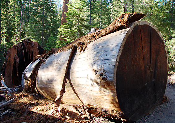 포토 JPG 해외이미지 나무 식물 공원 여행 자연 풍경 사람없음 목재 초록색 여행객 미국 성장 황무지 역사 숲 큼 통나무 캘리포니아 나무껍질 상록수 옛날 요세미티국립공원 이국적 전국 해외포토 공공시설 컬러 북아메리카 재료 국립공원 사람 껍질 크기 생태계 파일형식 이미지허브