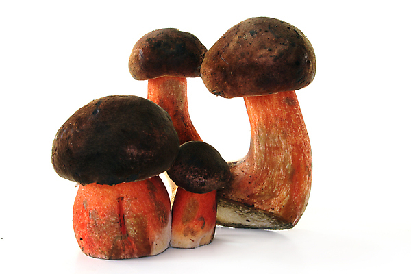 포토 JPG 해외이미지 요리 사람없음 주방 버섯 튀김 숲 그물버섯 해외포토 음식 파일형식 이미지허브